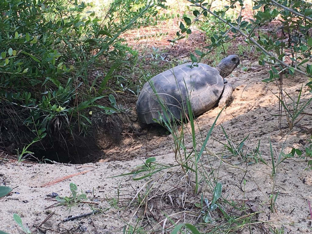 Adult gopher tortoise released onto Nokuse Plantation.  Photo provided by Nokuse Plantation.