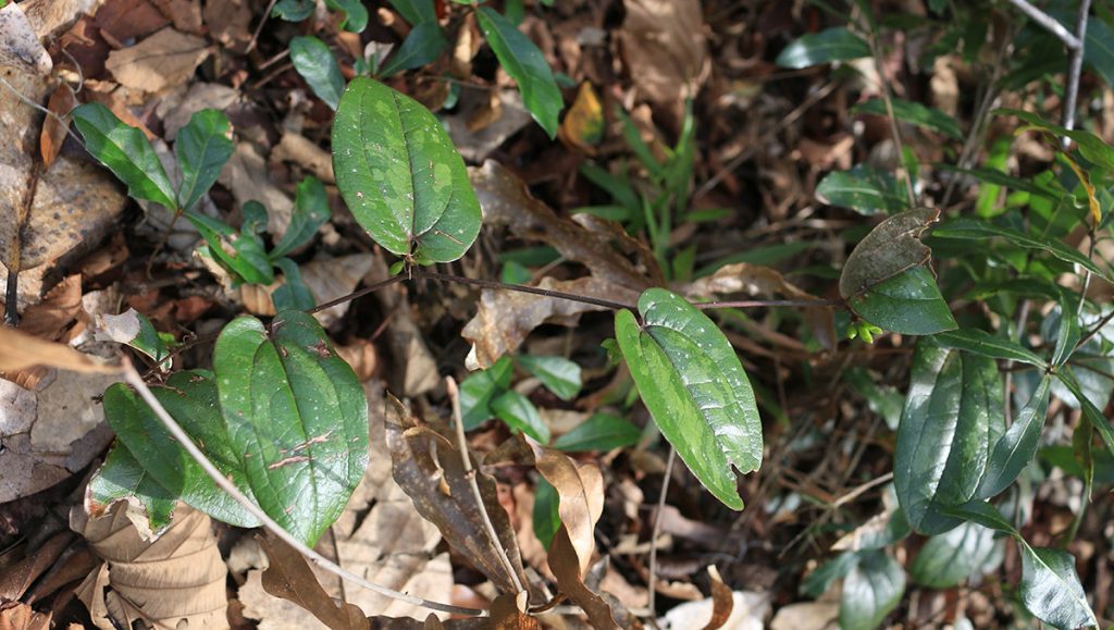Sarsparilla vine (Smilax pumila) on the Timberlane Ravine trail