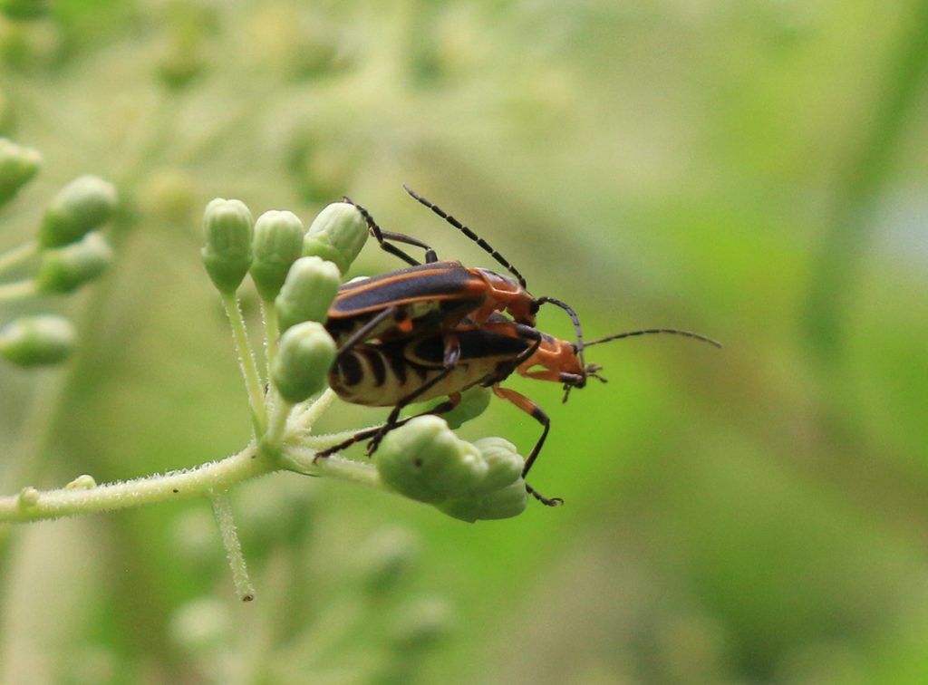 Margined leatherwing beetles (Chauliognathus marginatus) mating 