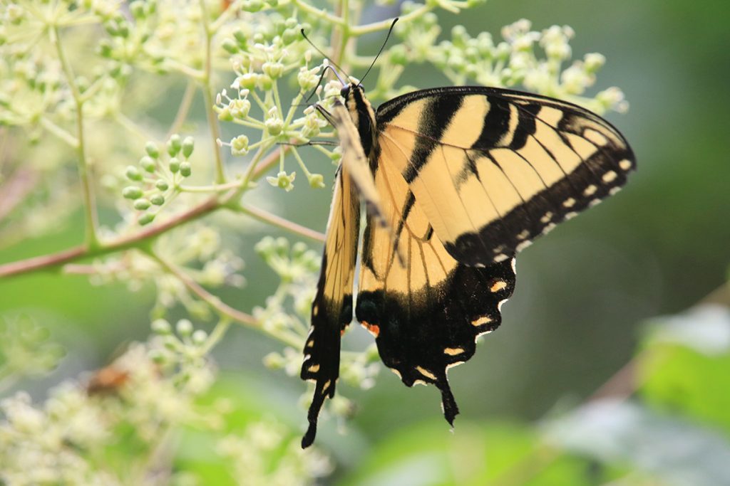 Tiger swallowtail (Papilio glaucus) on Devil's walkingtick
