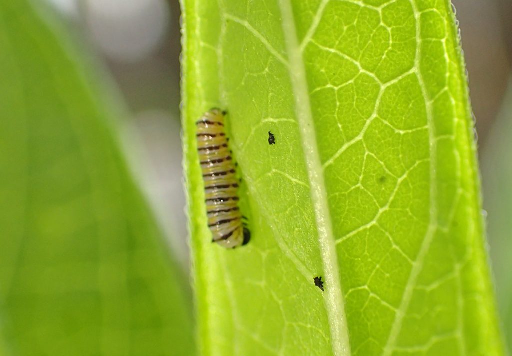 First instar monarch caterpillar.