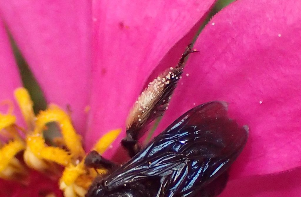 Longhorn bee pollen sac