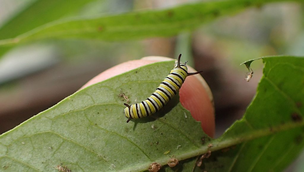Third instar monarch caterpillar eating milkweed