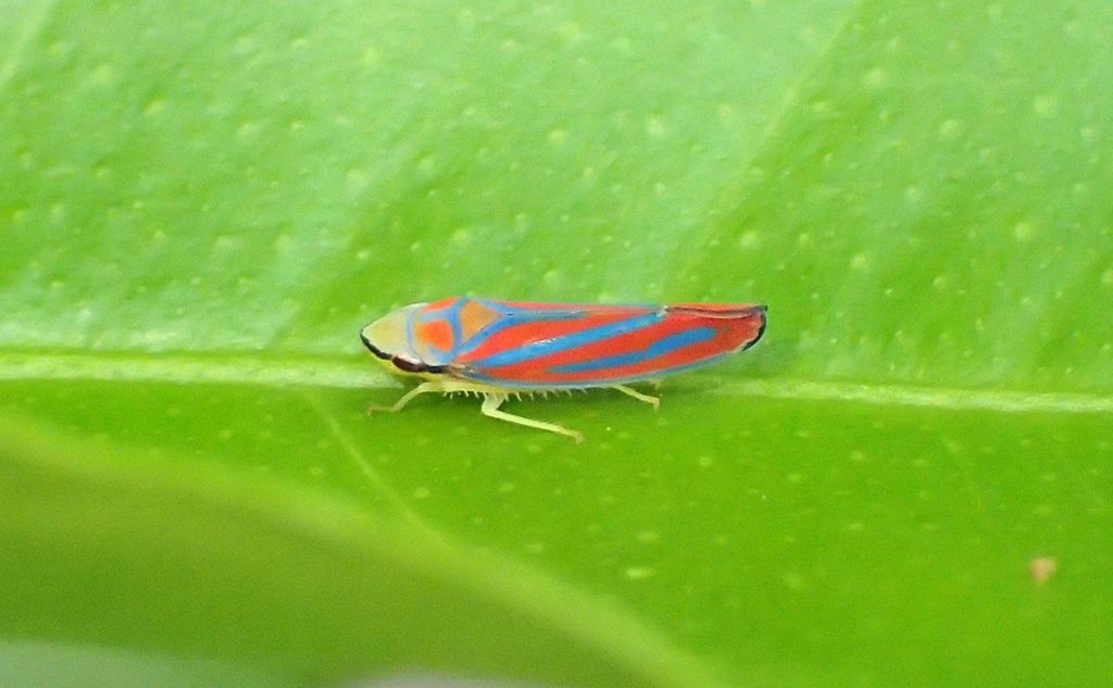 Red-banded leafhopper (Graphocephala coccinea) 