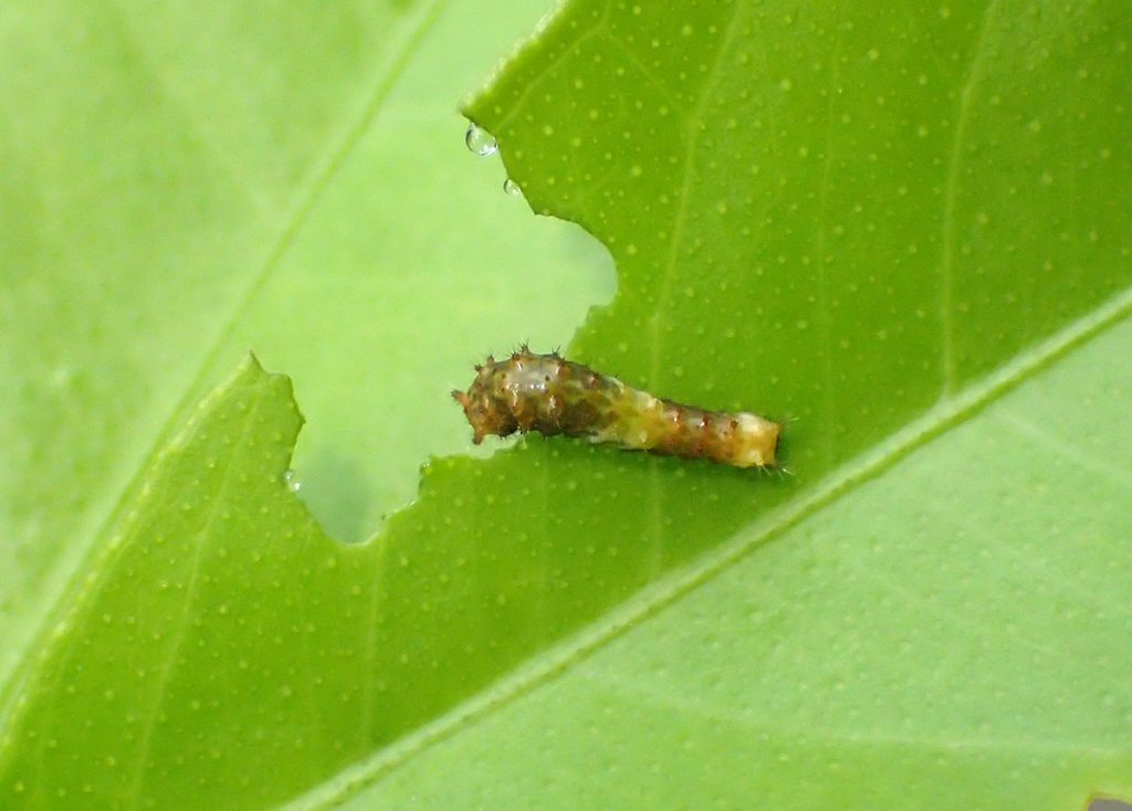 Early instar giant swallowtail caterpillar eat Meyer lemon tree leaf