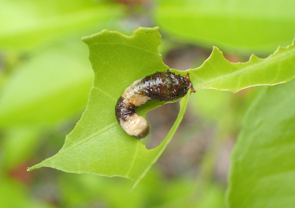 A robGiant swallowtail caterpillarber fly in the genus Ommatius