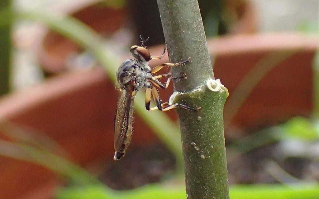 A robber fly in the genus Ommatius