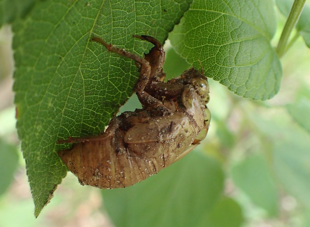 Cicada exuvia under salvia leaf