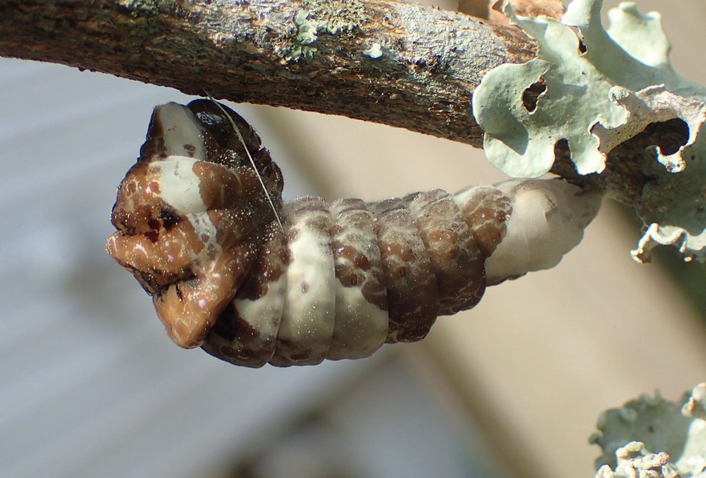 Giant swallowtail caterpillar in its "J" positon, ready to make a chrysalis.