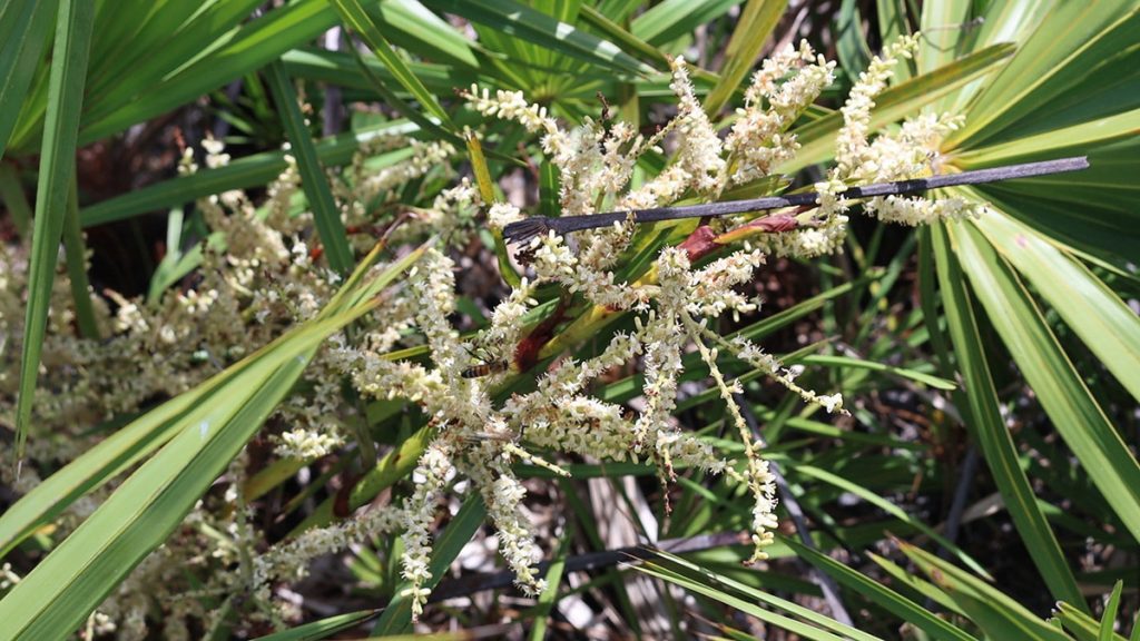Saw palmetto (Serenoa repens) flowers, being pollinated by bees, wasps, and butterflies.