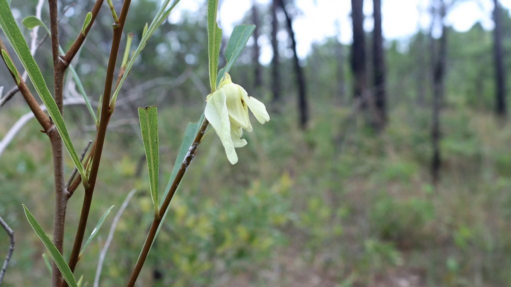 Slimleaf pawpaw (Asimina angustifolia), flowering.