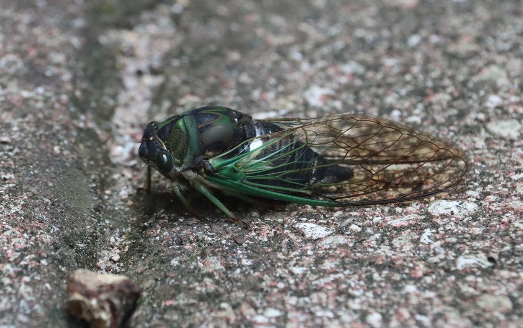 A cicada in the Neotibicen genus.