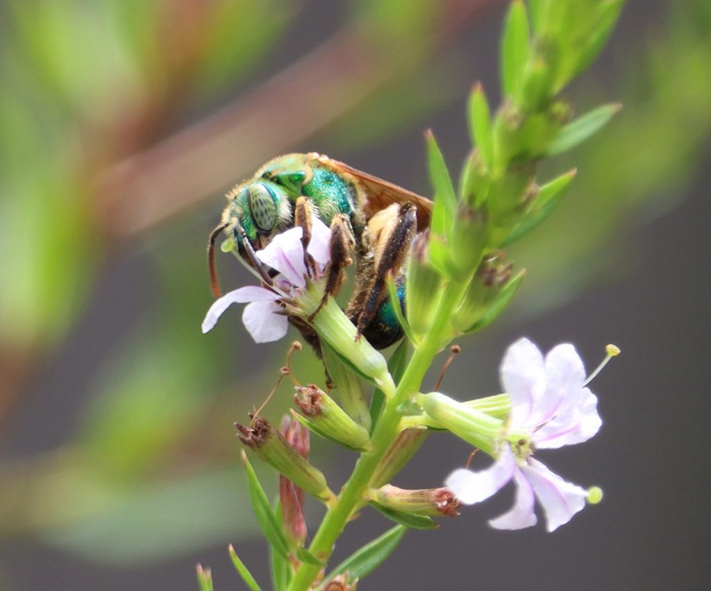 Female brown-winged striped sweat bee on winged loosestryfe flower.