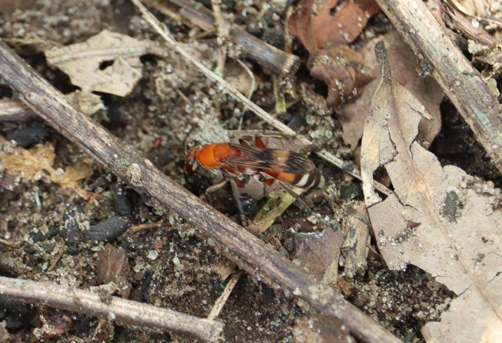 Psorthaspis legata, a spider wasp, runs through a flower patch.