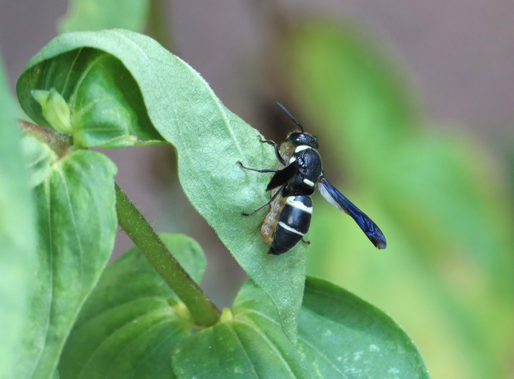 Four-tooth mason wasp with insect larva