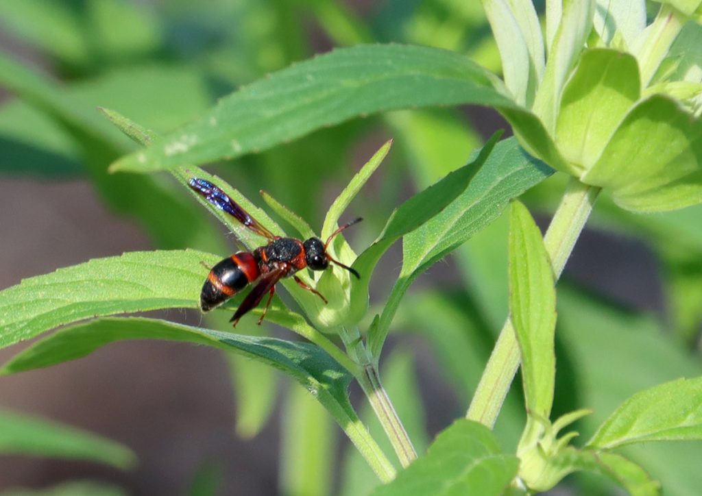 Red-marked pachodynerus wasp (Pachodynerus erynnis)