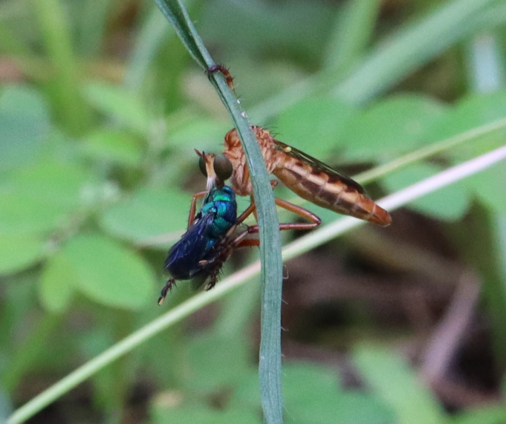 Hanging thief with either a metallic sweat bee or a cuckoo wasp.