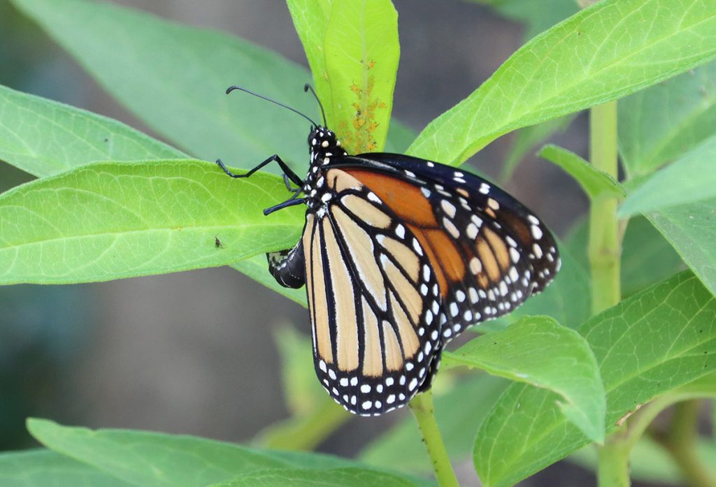 Monarch butterfly laying eggs on milkweed.
