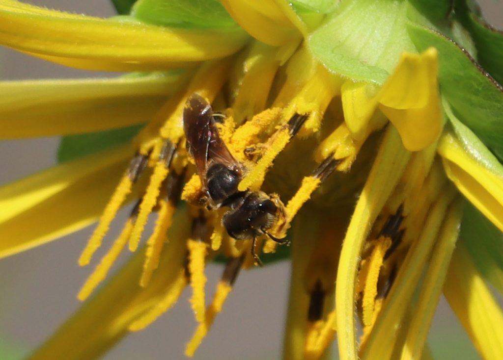 Poey's furrow bee on rosinweed flower.