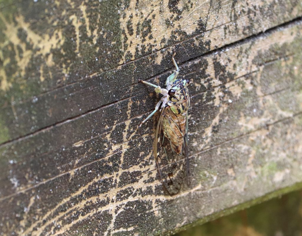 Possibly a hieroglyphic cicada (Neocicada hieroglyphica)