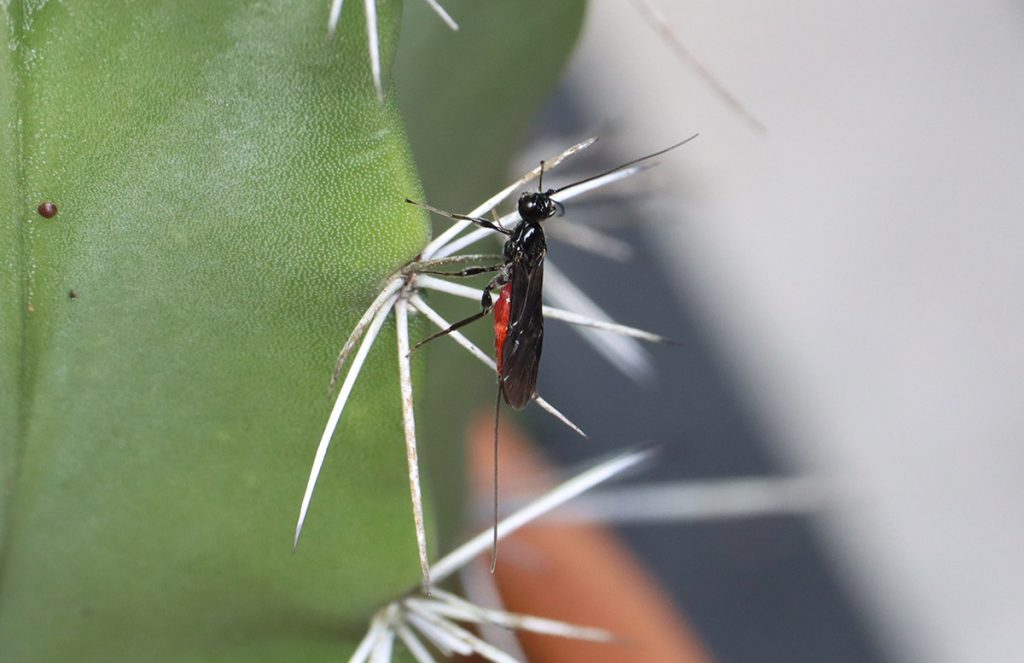 Brachonid wasp, likely in the genus Atanycolus, resting on cactus needles.