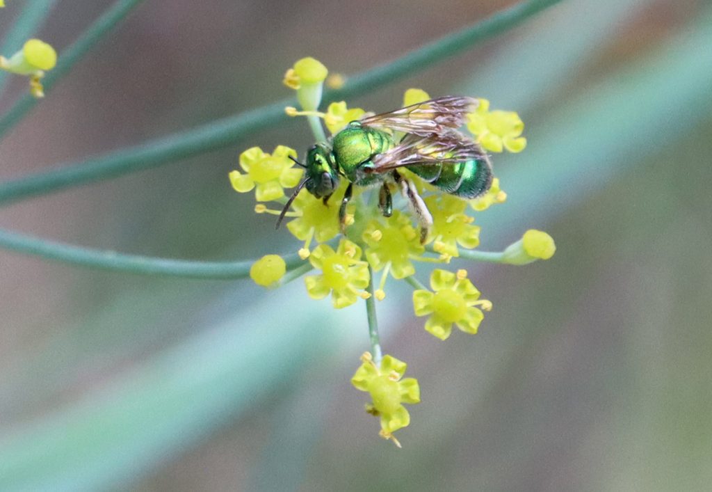Augochlorine sweat bee on fennel flowers.