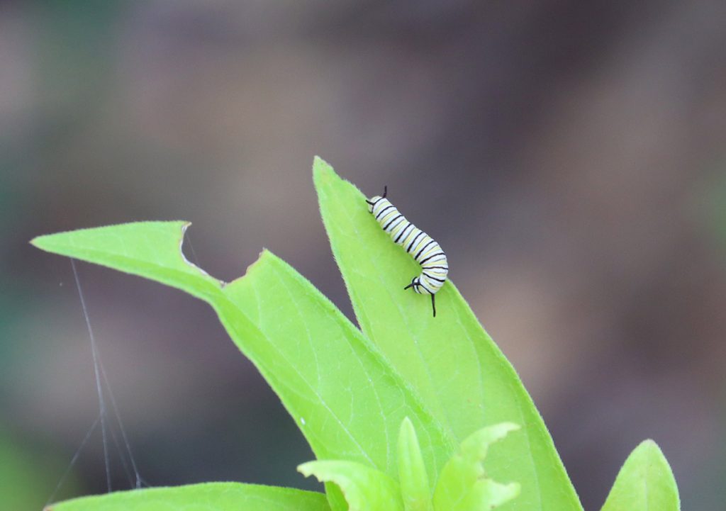 Second instar monarch caterpillar near nibbled milkweed leaf.