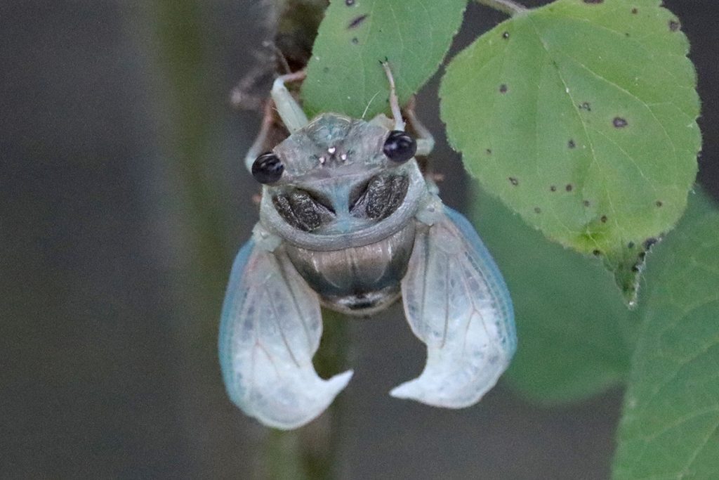 Cicada eclosing.