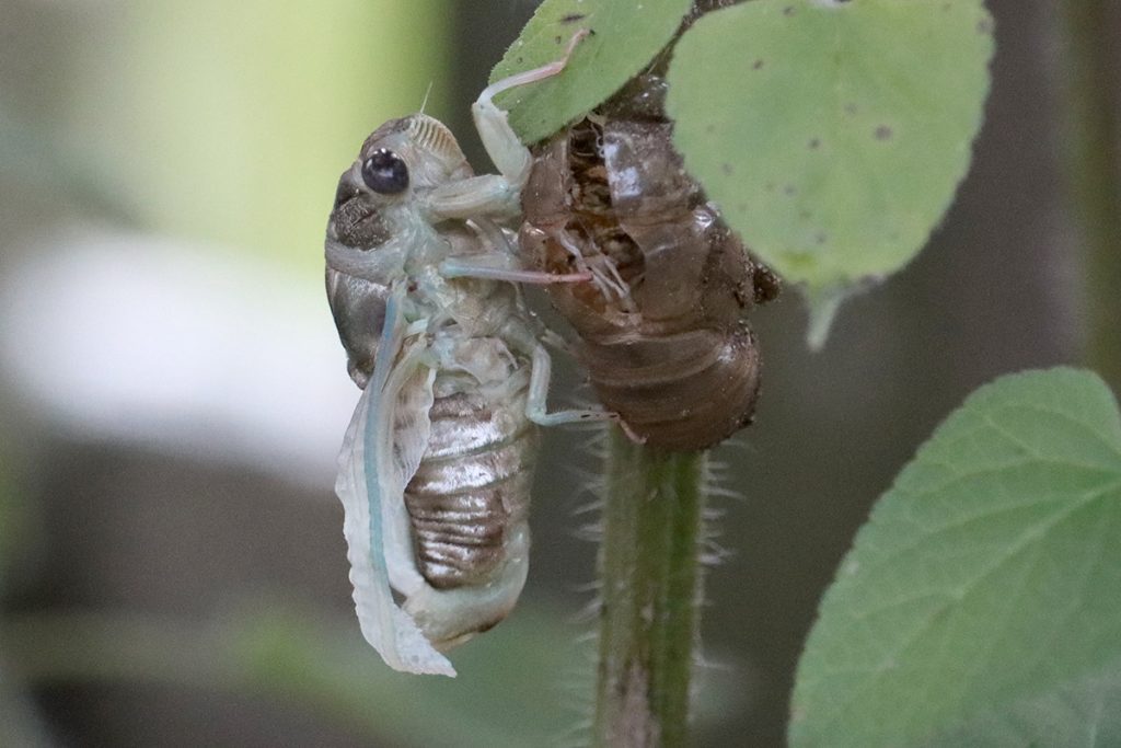 Cicada next to its exuvia.