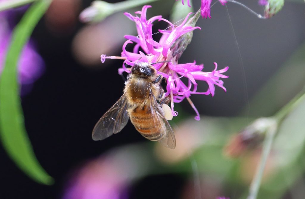 Honey bee on ironweed flower.