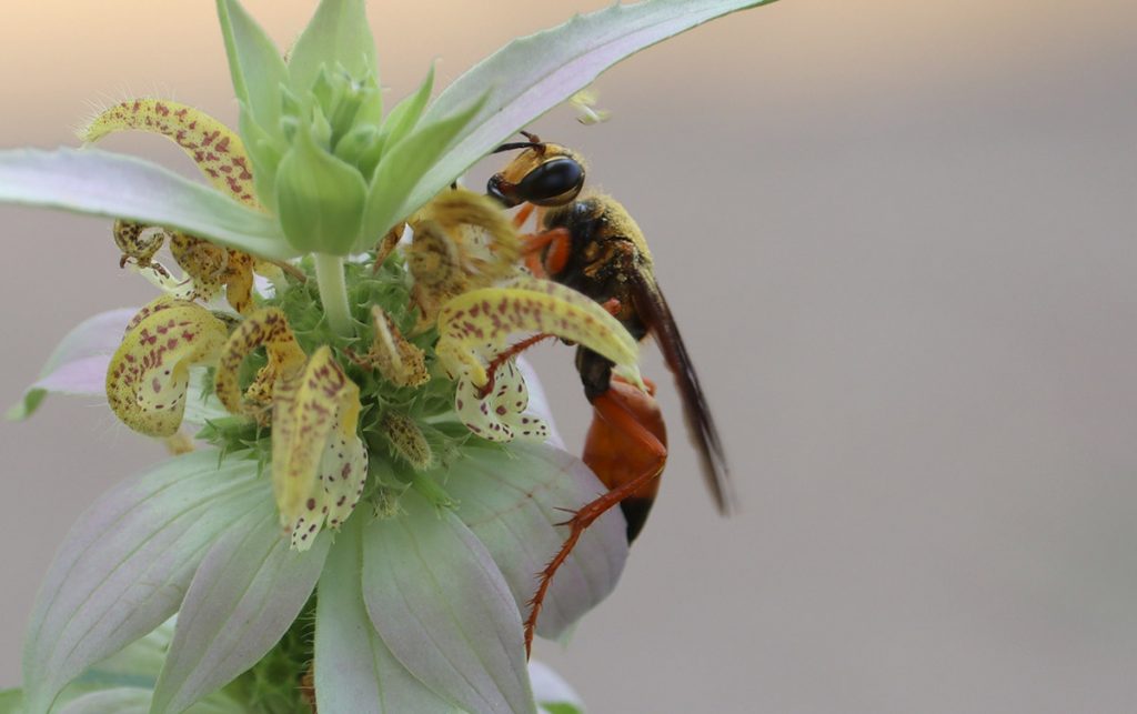 Great golden digger wasp (Sphex ichneumoneus) on dotted horsemint aka spotted beebalm.