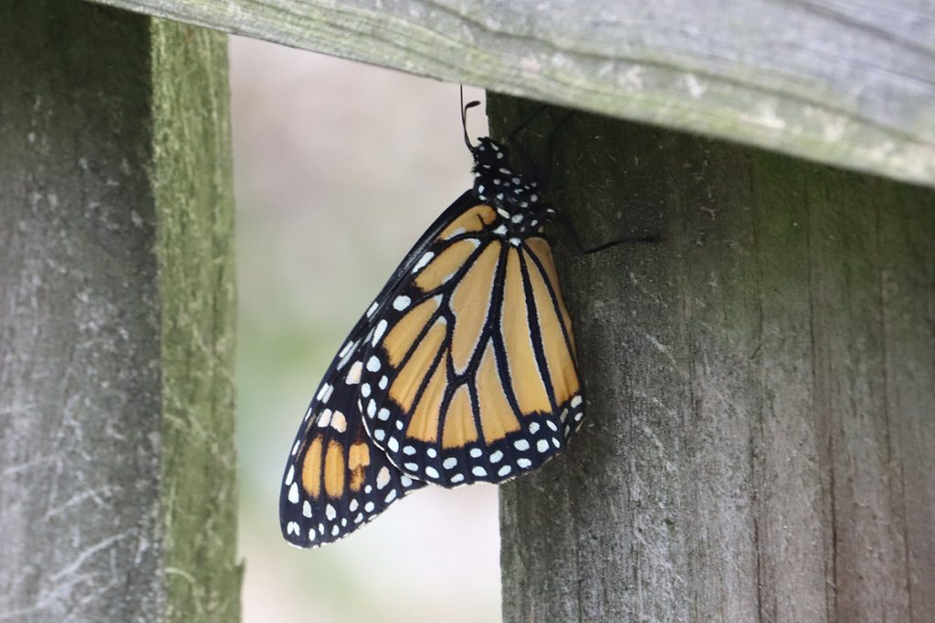 Newly emerged monarch butterfly hangs from fence.