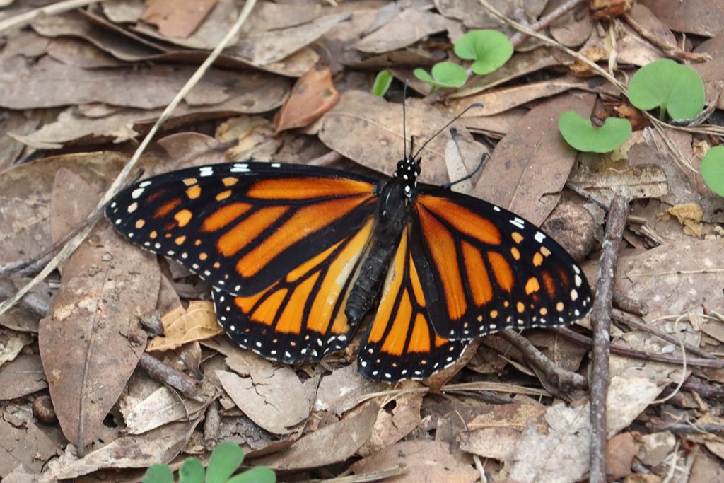 Monarch butterfly walks on ground.