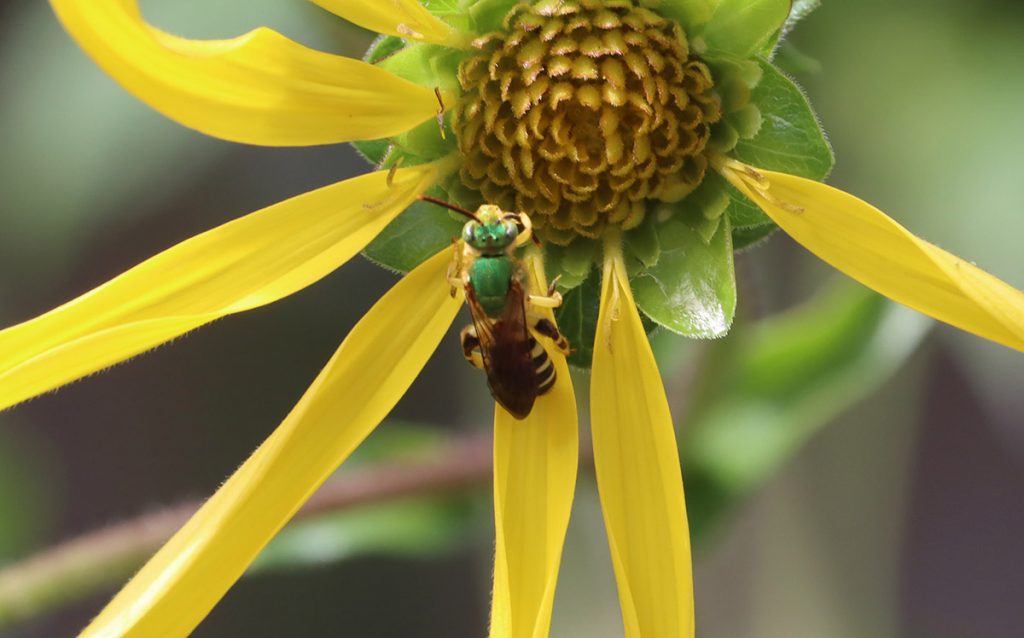 Male brown-winged striped sweat bee on starry rosinweed.