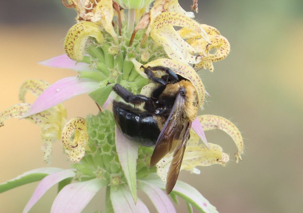 Eastern carpenter bee on dotted horsemint (aka spotted bee balm)