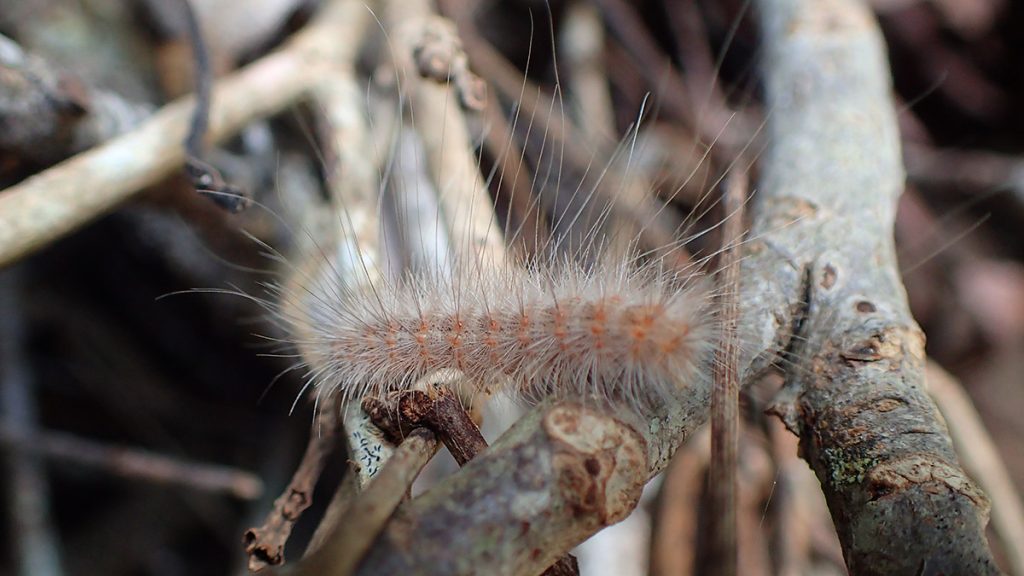 Fall webworm moth caterpillar (Hyphantria cunea)