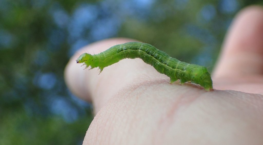 Maybe a cabbage looper caterpillar?