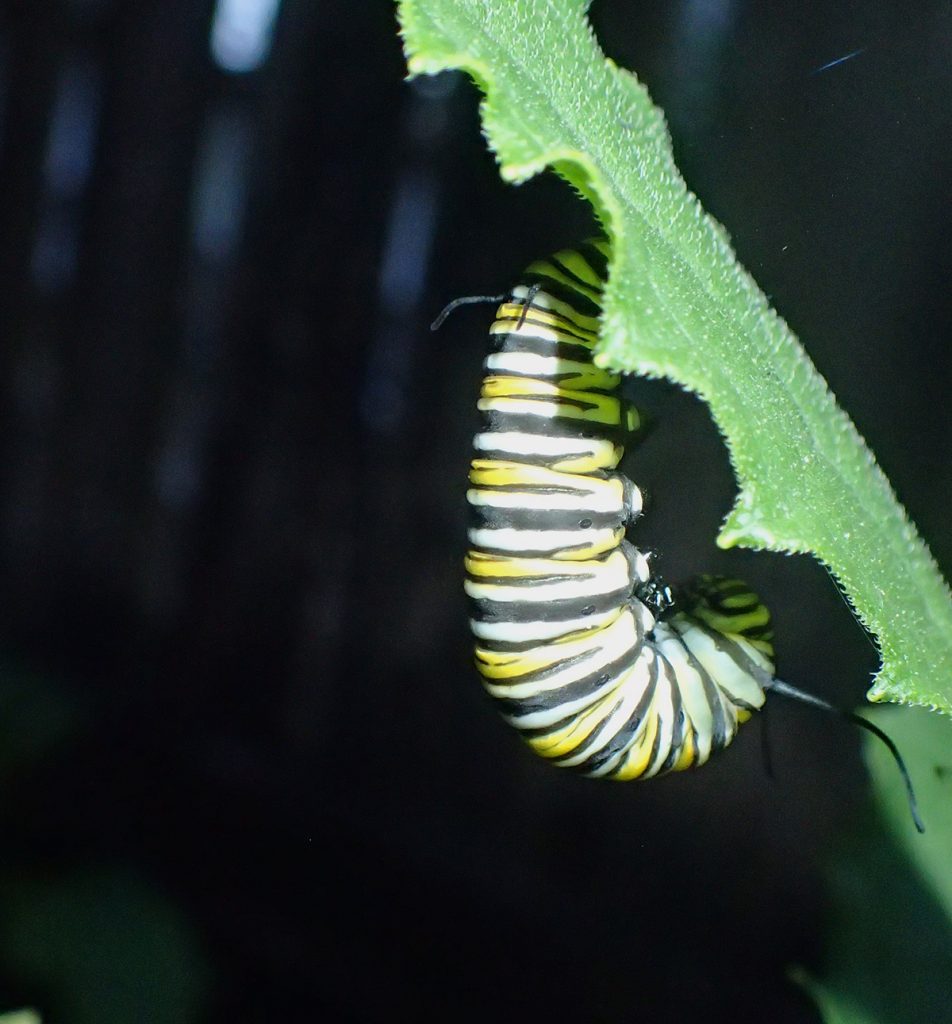 Monarch caterpillar making a "J" on a rosinweed plant.