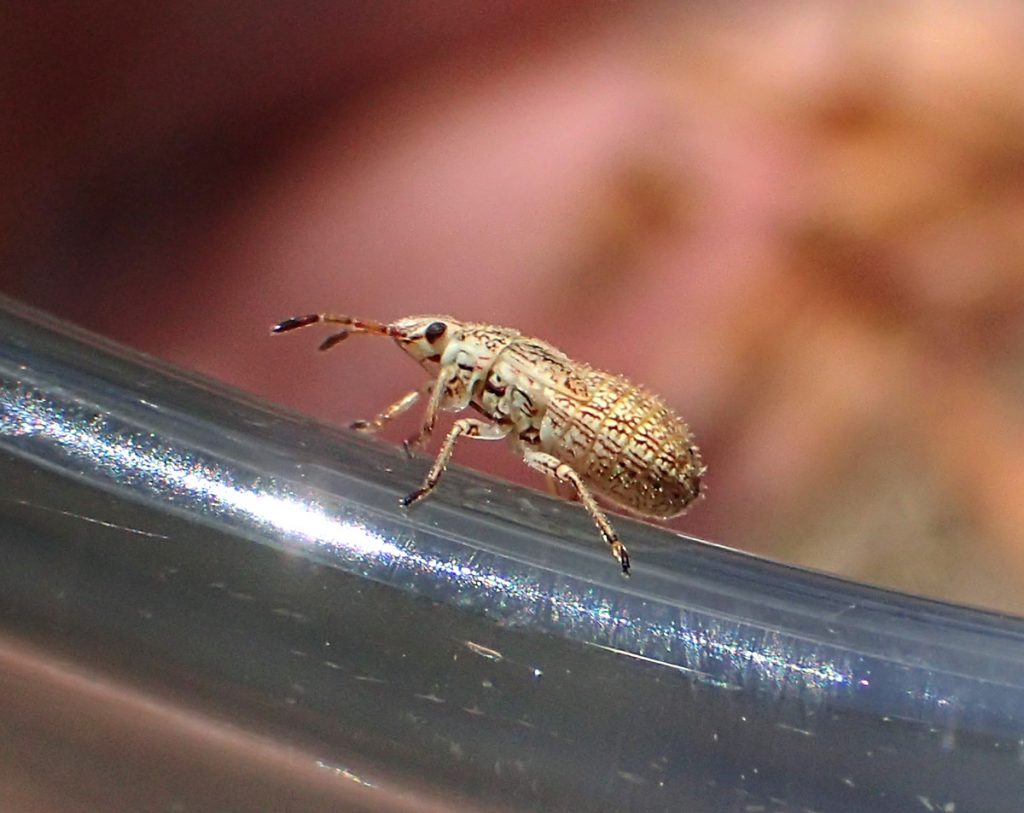 Seed bug standing on the rim of a pyrex bowl.