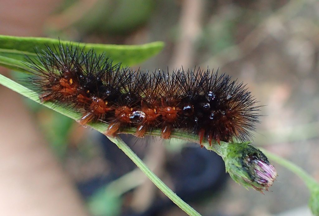 Giant leopard moth caterpillar eats ironweed bud as it starts to flower.