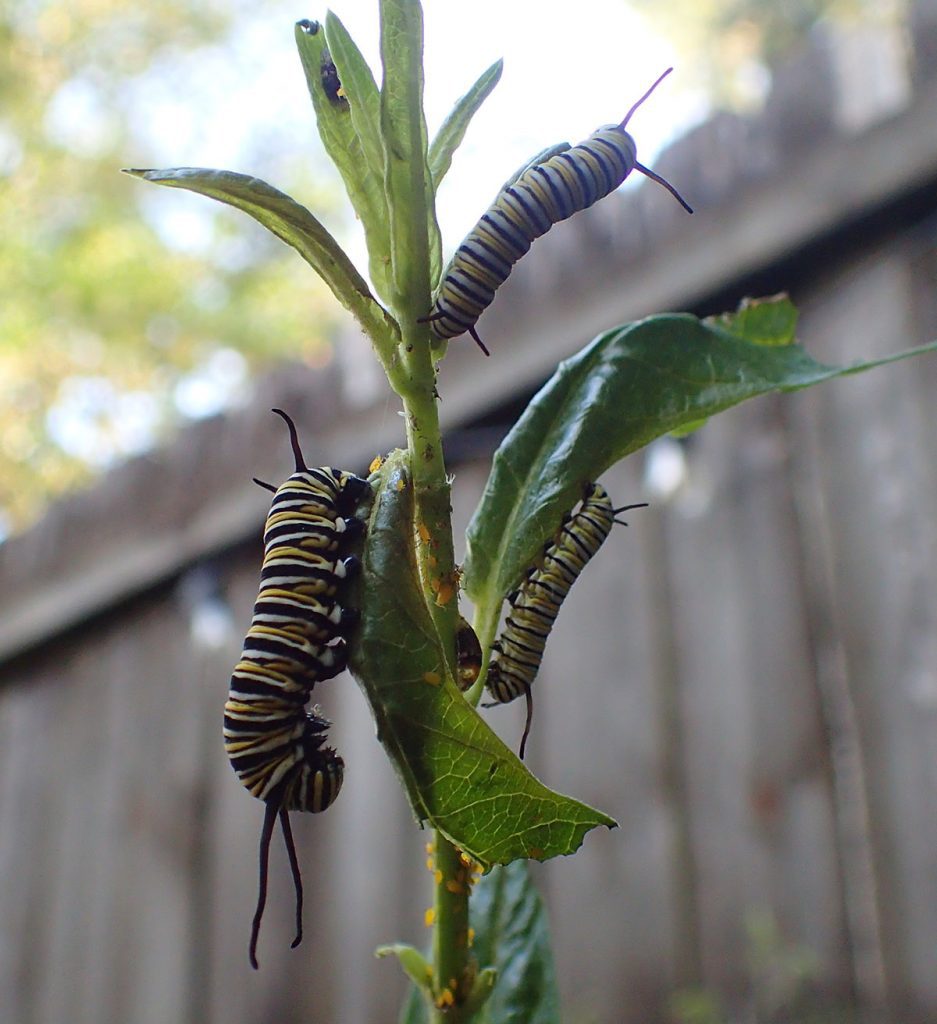 Multiple monarch caterpillars eat milkweed leaves, surrounded by milkweed aphids and syrphid larvae.