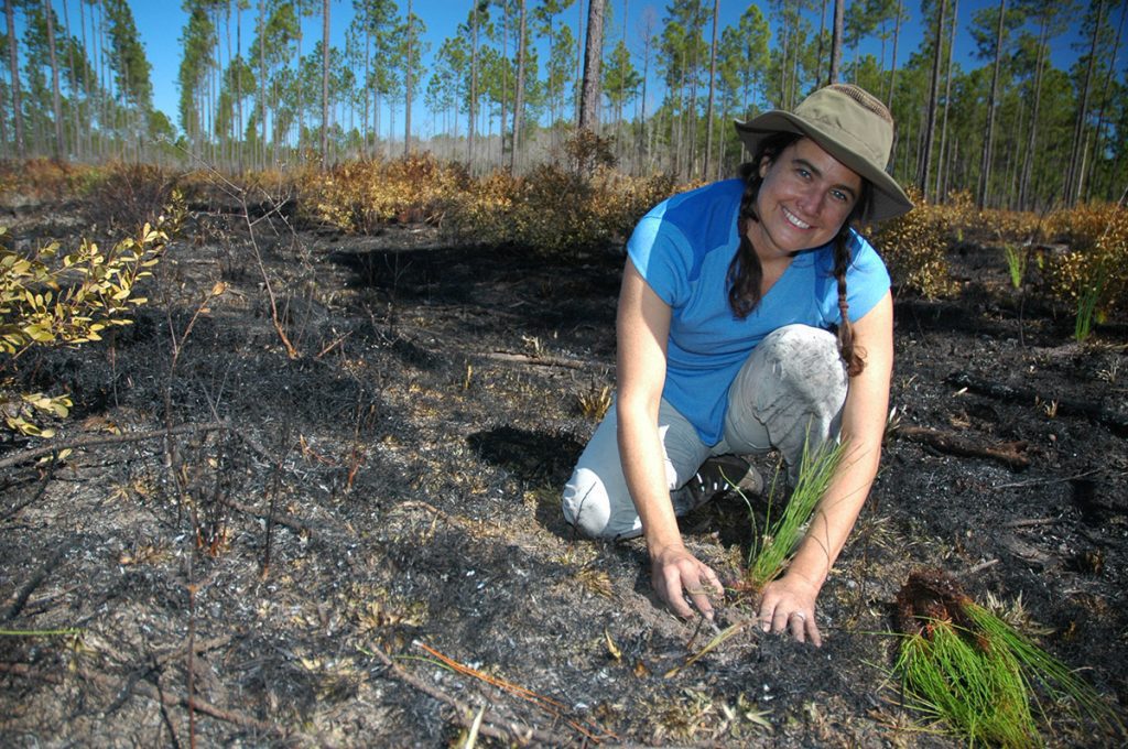 Rebecca Means plants a longleaf pine (Pinus palustris) at the CPI Apalachicola Lowlands Preserve.