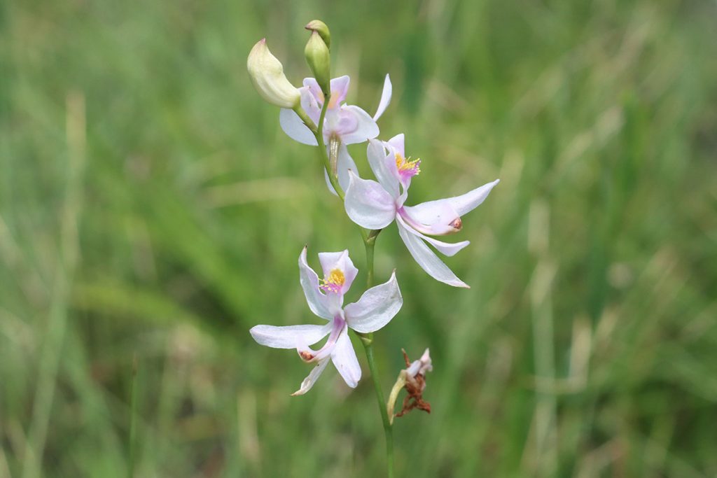 Pale grasspink orchid (Calopogon pallidus)
