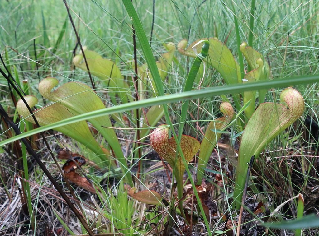 Parrot pitcher plant (Sarracenia psittacina)