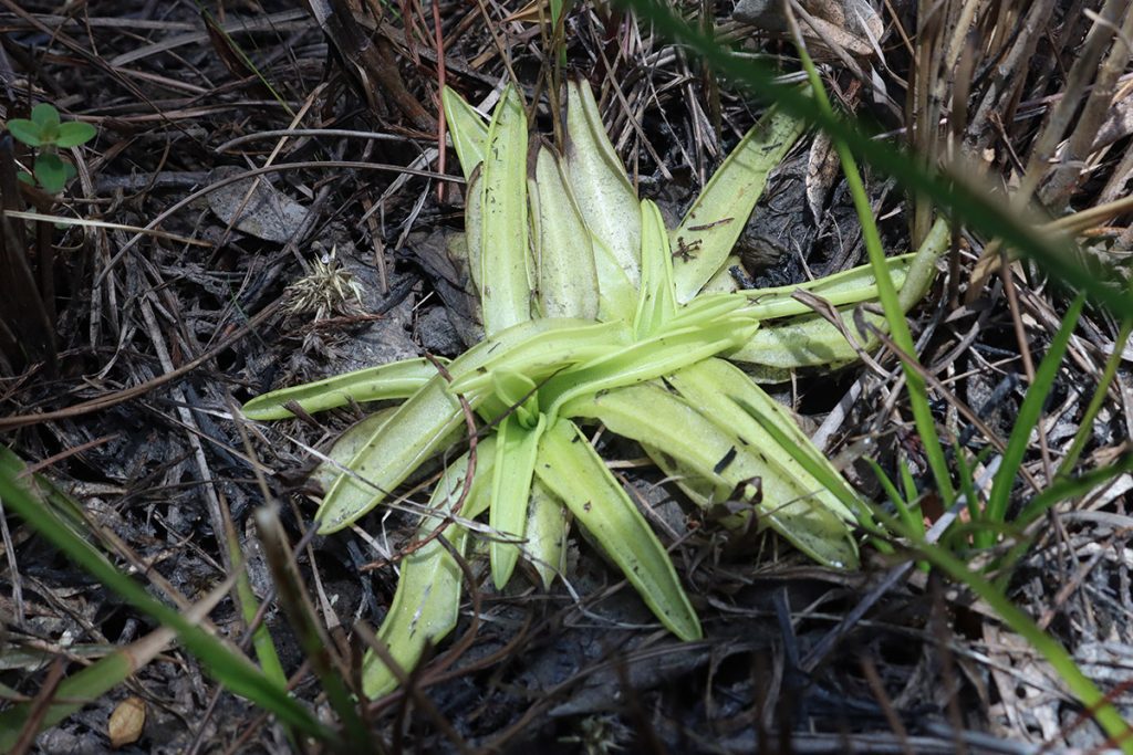 Godfrey's butterwort (Pinguicula ionantha)