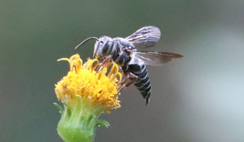 Cuckoo leafcutter bee (Genus Coelioxys) in the Munson Sandhills region of the Apalachicola National Forest.