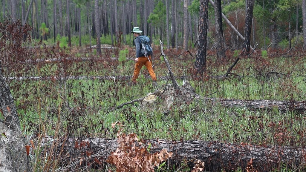 Ryan Means walks across the Coastal Plains Institute's Apalachicola Lowlands Preserve, just five weeks after a prescribed burn.