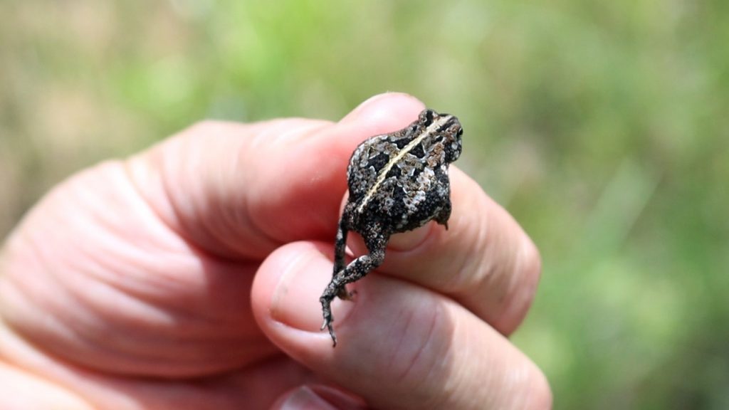 Oak toad (Anaxyrus quercicus)
