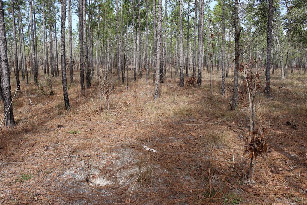 The Munson Sandhills in winter, the ground covered with the mulch that every longleaf ecosystem creates- pine straw.