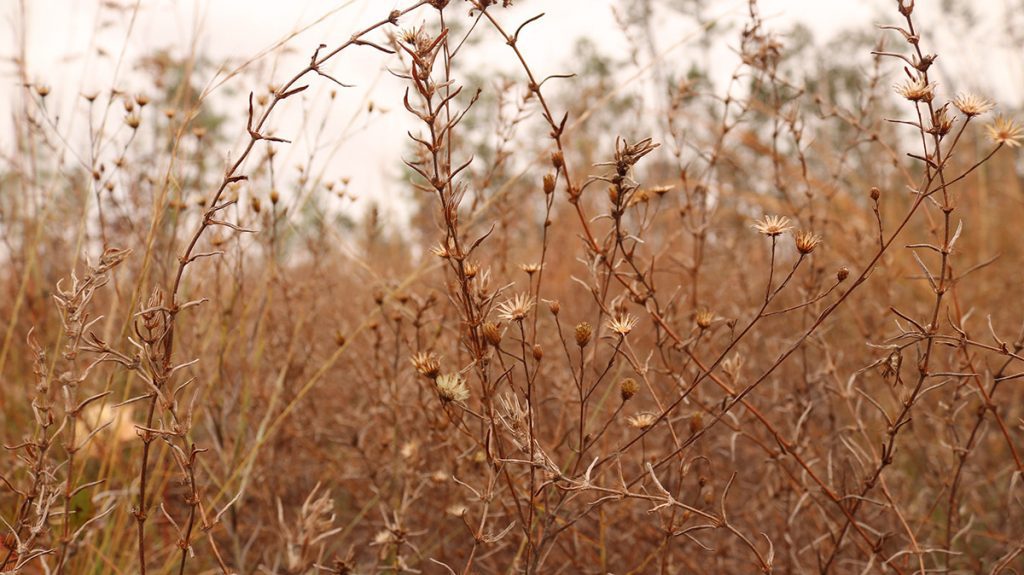 Wildflowers gone to seed in a sandhill ecosystem.